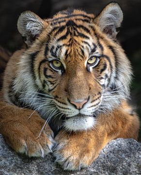 Portrait d'un jeune tigre de Sumatra sur Jery Wormmeester