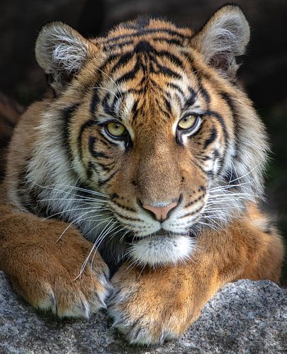 Sumatran Tiger Young Portrait by Jery Wormmeester