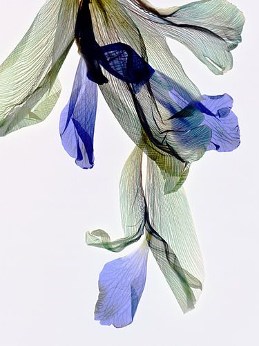 Matched leaves - The fingerprint of leaves van Christine de Vogel