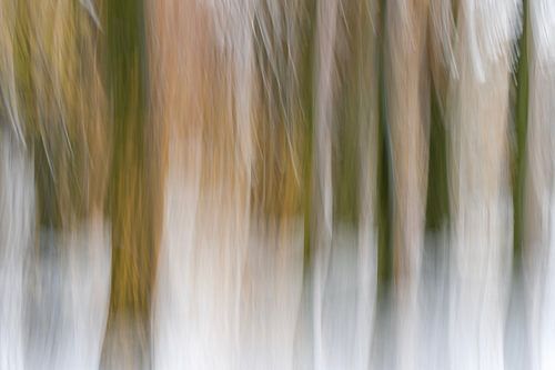 Abstract beukenbos in de sneeuw.