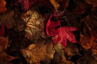 Stilleben mit Herbstblättern (Herbstfarben)