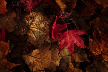 Stilleven met herfstbladeren (herfstkleuren) van Cocky Anderson