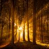 Sonnenstrahlen im Herbstwald von Martijn van der Nat