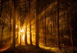 Zonnestralen in Herfstbos van Martijn van der Nat