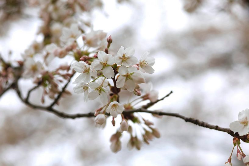 Spring by Thomas Jäger