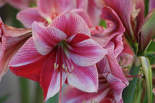 Amaryllis