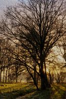 Sonnenaufgang am Rande des Waldes