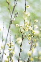 Bloesem lente