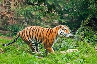Doelbewust lopen. Jonge mooie tijger springt behendig op groen gras, een beest in een sprong op een  van Michael Semenov thumbnail
