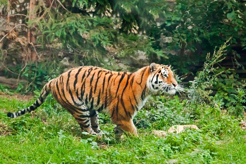 Doelbewust lopen. Jonge mooie tijger springt behendig op groen gras, een beest in een sprong op een  van Michael Semenov