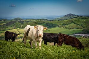 Vaches