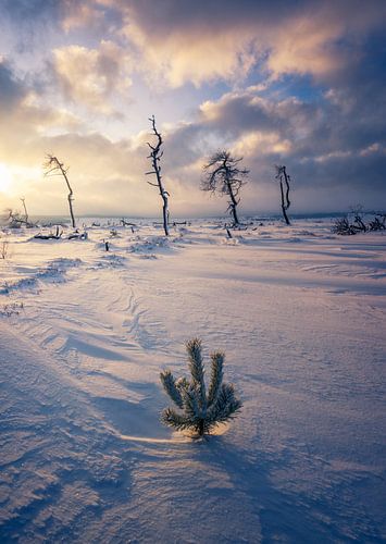 Ochtendlicht bij de Hoge Venen met sneeuw