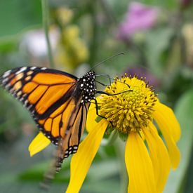 Oranger Monarchfalter auf gelber Blume von Matani Foto