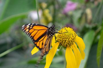 Papillon monarque orange sur fleur jaune sur Matani Foto