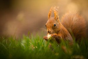 Eichhörnchen, das eine Nuss genießt. von Corné Ouwehand