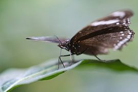 Bunter Schmetterling auf einem Blatt, Blume. Makro