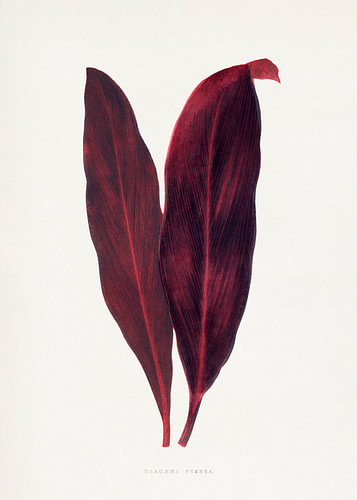 Illustration eines rosa Blattes der Dracaena ferrea