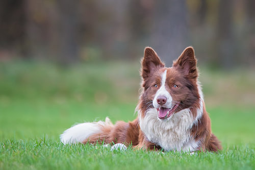 Liegender Border Collie
