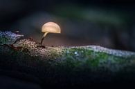Kleine lichtende paddestoel op een boomstronk in het Speulderbos in Ermelo van Bart Ros thumbnail