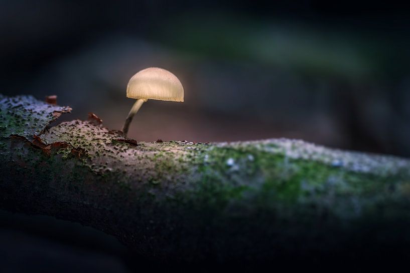 Petit champignon brillant sur une souche d'arbre dans le Speulderbos à Ermelo. sur Bart Ros