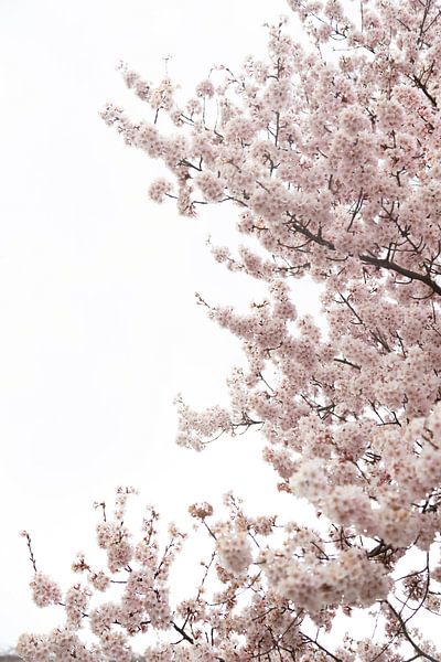 blossom | imprimé couleur pastel avec des fleurs par Karijn | Fine art Natuur en Reis Fotografie