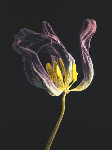 Verdorde 6