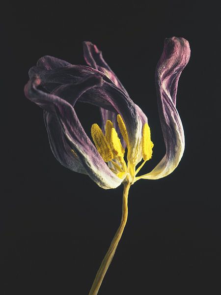 Withered 6 by Andreas Berheide Photography