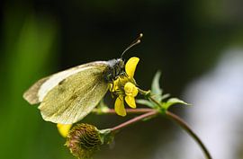 A forest butterfly feasts on the yellow flower by Petra Hauwert