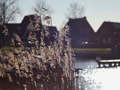 Hidden amongst the reeds
