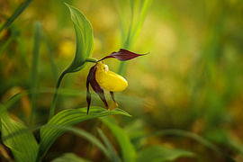 Sabot de Vénus jaune dans le parc naturel du Haut-Danube sur BlattArt - Christine Horn