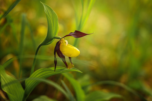 Yellow lady’s slipper in the Upper Danube Nature Park