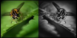 tweeluik  sur Huibert van der Meer