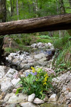 Wilde bloemen in Triglav Nationaal Park van Louise Poortvliet