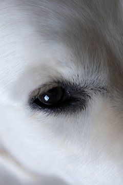 Hundefotografie - das Auge fürs Detail