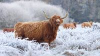 Scottish Highlander in a frozen landscape by Art Wittingen thumbnail