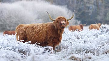 Schottische Highlander in einer gefrorenen Landschaft