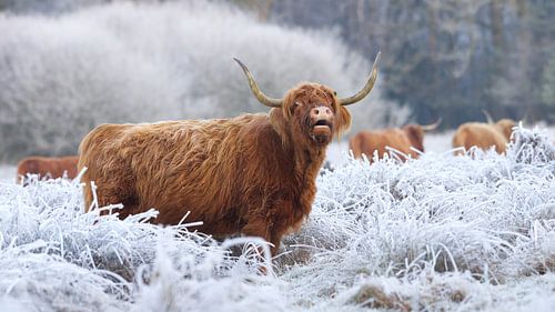 Scottish Highlander in a frozen landscape