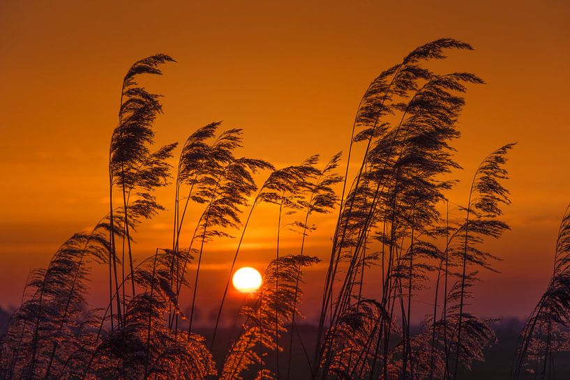 Zonsondergang tussen de pluimen in de sloot door von Harrie Muis