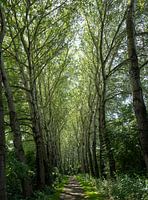 The road to nature