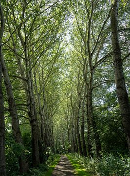 The road to nature by Evelien Plag