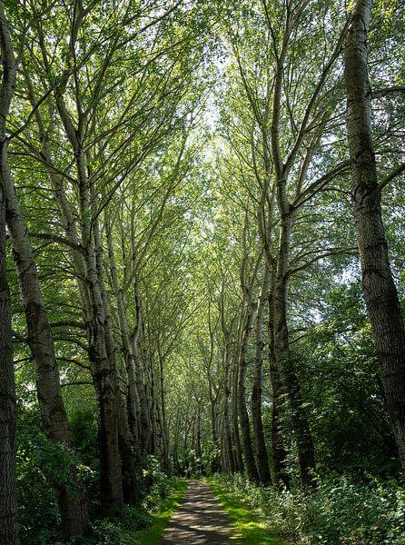 Der Weg zur Natur von Evelien Plag