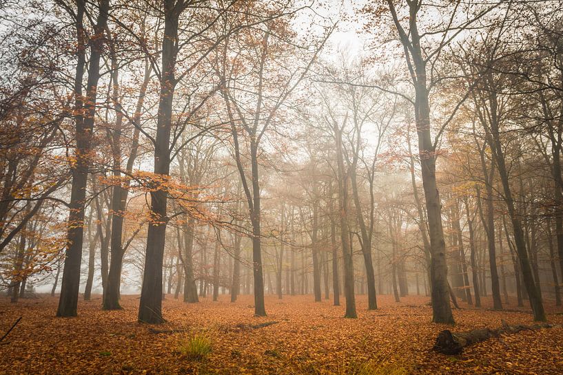 Herfst ochtend von Jeffrey Van Zandbeek