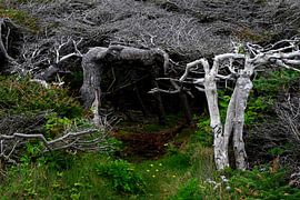 GROS MORNE 2 von Miroslav Ptacek