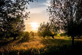 Zonsondergang in het Goudse Hout // Groene Hart, Nederland van PHOTORIK