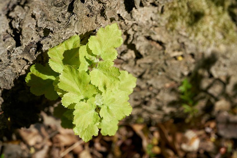 young sprout on the trunk of a wild service tree, Sorbus torminalis by Heiko Kueverling