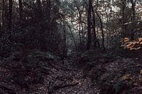 paysage