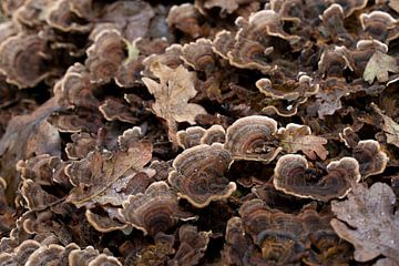 Herbst im Wald mit Feenbänken und Blättern von W J Kok