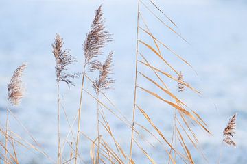 Cool Blue, winter landschap van Martijn Schruijer