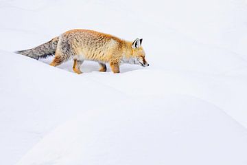 Winterse vos op zoek naar prooi van Sam Mannaerts
