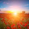 Mohnblumenfeld getaucht in das wärmende Licht des Sonnenuntergang von Stefan Dinse